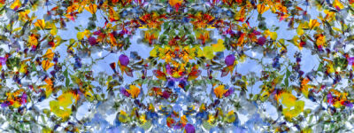 Nature Archivi - Momenti
