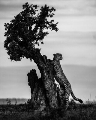 Archivos de Laurent Baheux - Momenti