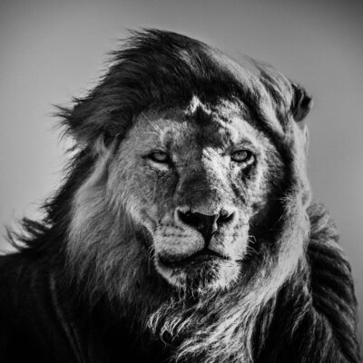 Archivos de Laurent Baheux - Momenti