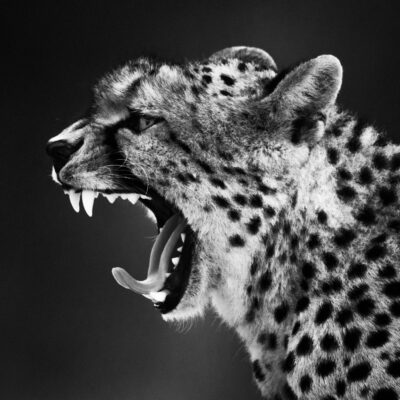 laurent baheux Archives - Momenti