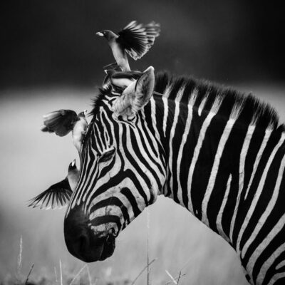 Archivos de Laurent Baheux - Momenti