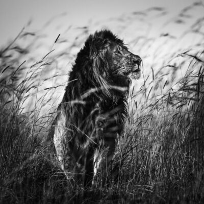 Archivos de Laurent Baheux - Momenti