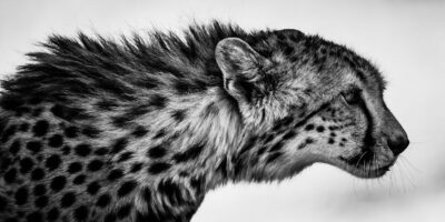 Archivos de Laurent Baheux - Momenti