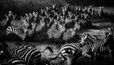 laurent baheux Archivi - Momenti