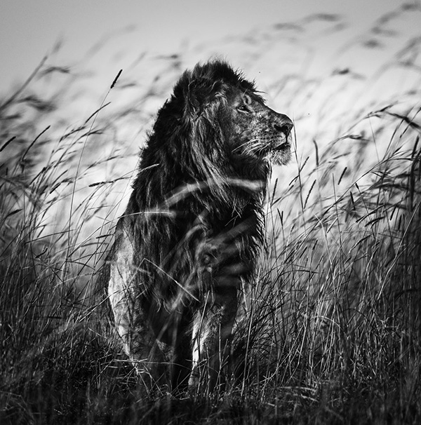 Laurent Baheux - Momenti Casa